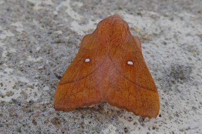 <i>Odonestis pruni</i>