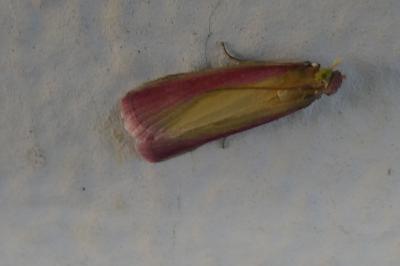 <i>Oncocera semirubella</i>