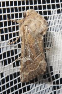 <i>Luperina dumerilii</i>