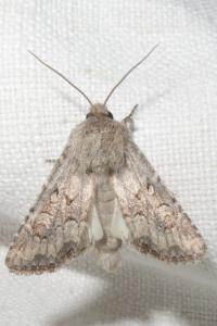 <i>Luperina testacea</i>