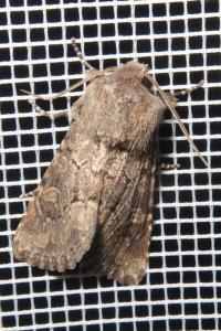 <i>Luperina testacea</i>