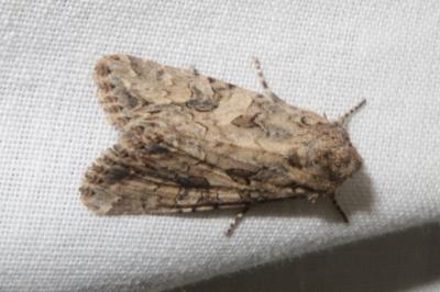 <i>Anarta trifolii</i>