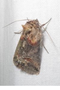 <i>Abrostola triplasia</i>