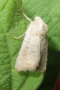 <i>Hoplodrina</i>