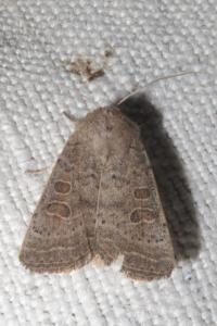 <i>Hoplodrina</i>