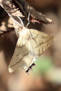 <i>Aspitates ochrearia</i>