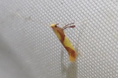 <i>Caloptilia alchimiella</i>