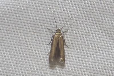 <i>Scythris terrenella</i>