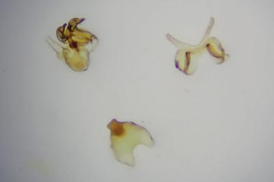 <i>Scythris terrenella</i>