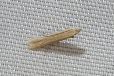 <i>Batrachedra parvulipunctella</i>