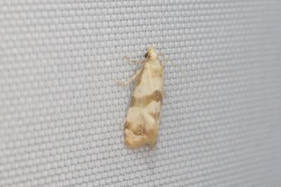 <i>Phalonidia contractana</i>