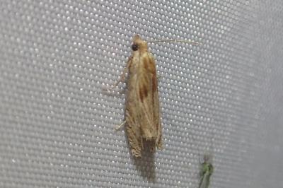 <i>Eucosma cana</i>