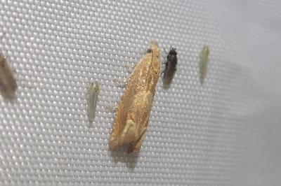 <i>Eucosma conterminana</i>