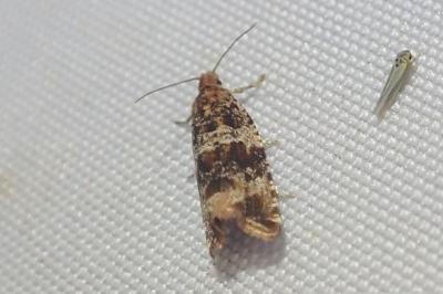 <i>Celypha cespitana</i>