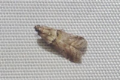 <i>Acrobasis consociella</i>