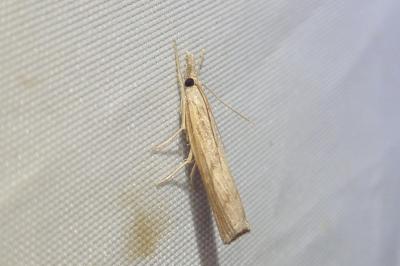 <i>Pediasia contaminella</i>