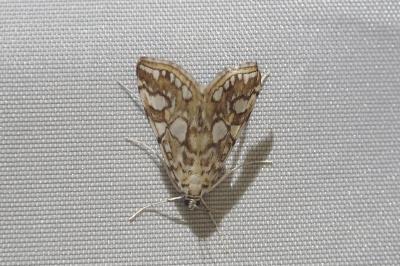 <i>Elophila nymphaeata</i>