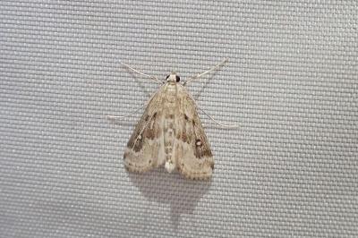 <i>Parapoynx stratiotata</i>