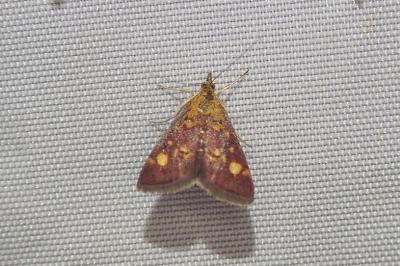 <i>Pyrausta aurata</i>