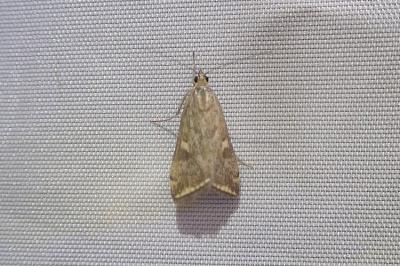 <i>Loxostege sticticalis</i>