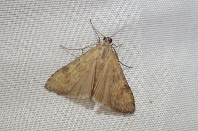 <i>Nomophila noctuella</i>