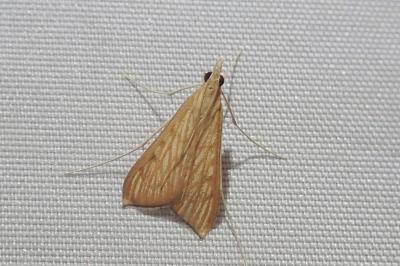 <i>Antigastra catalaunalis</i>