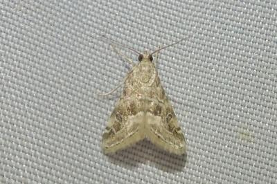 <i>Hellula undalis</i>