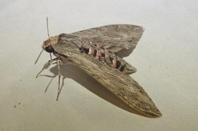 <i>Agrius convolvuli</i>