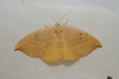 <i>Watsonalla binaria</i>