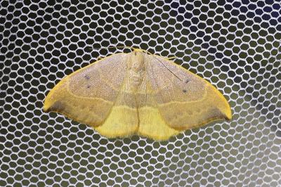 <i>Watsonalla binaria</i>