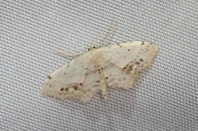 <i>Idaea dimidiata</i>