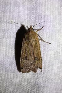 <i>Noctua pronuba</i>