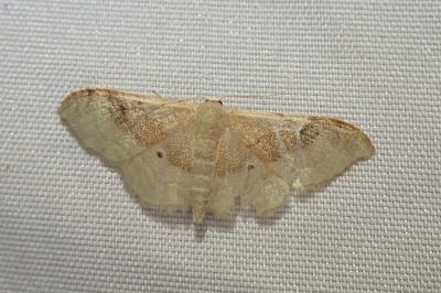 <i>Idaea degeneraria</i>