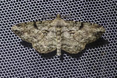 <i>Peribatodes rhomboidaria</i>
