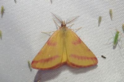 <i>Lythria purpuraria</i>