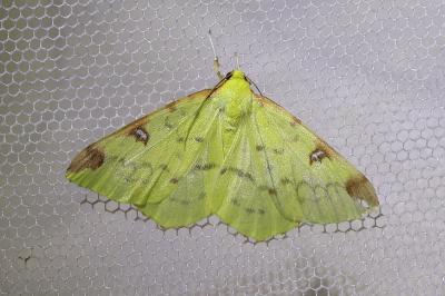 <i>Opisthograptis luteolata</i>