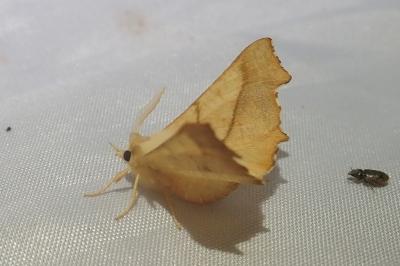 <i>Ennomos fuscantaria</i>