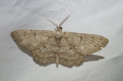 <i>Hypomecis punctinalis</i>