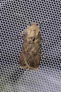 <i>Agrotis segetum</i>