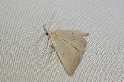 <i>Macrochilo cribrumalis</i>
