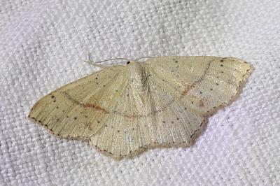 <i>Cyclophora punctaria</i>
