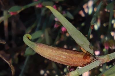 <i>Augasma aeratella</i>