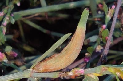 <i>Augasma aeratella</i>
