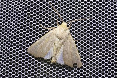 <i>Hoplodrina blanda</i>
