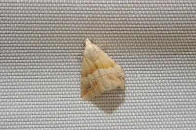 <i>Eublemma parva</i>