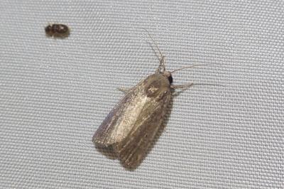 <i>Proxenus hospes</i>