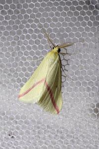 <i>Rhodometra sacraria</i>