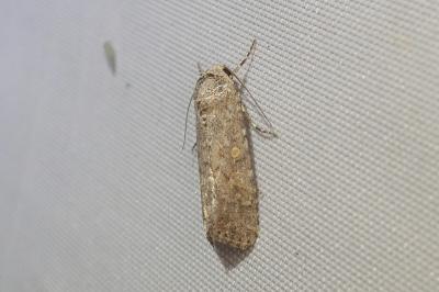 <i>Spodoptera exigua</i>