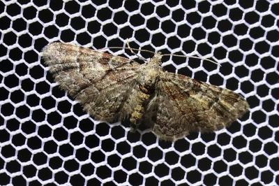 <i>Gymnoscelis rufifasciata</i>