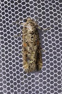 <i>Spodoptera exigua</i>
